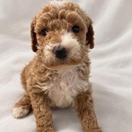 Black boy - Red  male Goldendoodle puppy in Vian, Oklahoma from Dog Days Doodles