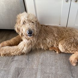 Ohia - Goldendoodle