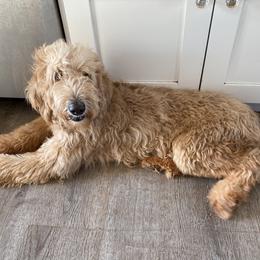 Ohia - Goldendoodle