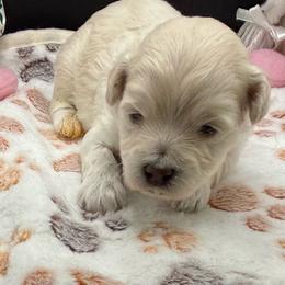 Sawyer - Cream male Maltipoo puppy in Colonial Beach, Virginia from BeachRidge Pups