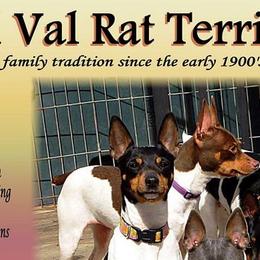 Rat Terriers from Cal Val Rat Terriers