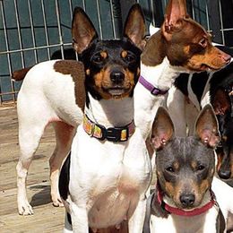 Rat Terriers from Cal Val Rat Terriers