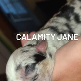 Australian Shepherd Puppies from Wilder than the west Standard Australian shepherds