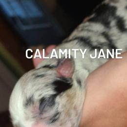 Australian Shepherd Puppies from Wilder than the west Standard Australian shepherds