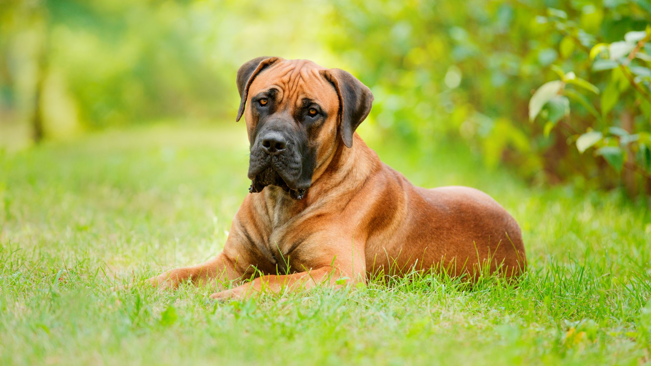 Cute best sale boerboel puppies