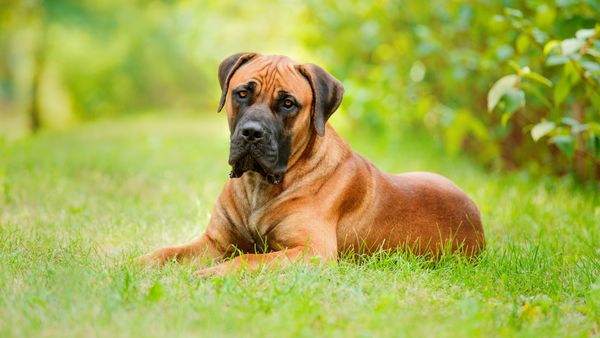 Find Boerboel puppies for sale