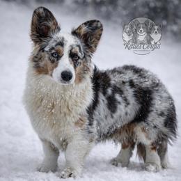 Queenie - Cardigan Welsh Corgi