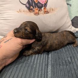 Winston - Brindle male Dachshund puppy in Barnard, Missouri from KB Doxies