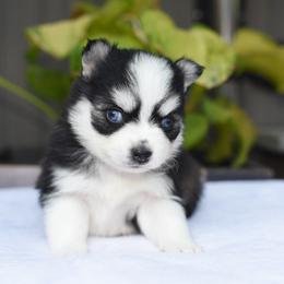 Mojo - Black and white male Pomsky puppy in Coos Bay, Oregon from Ocean View Pomskies