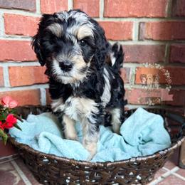 Aussiedoodle Puppies from Ridgeline Doodles