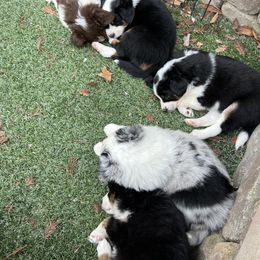 Miniature Australian Shepherd Puppies from Amberwood DD Aussies
