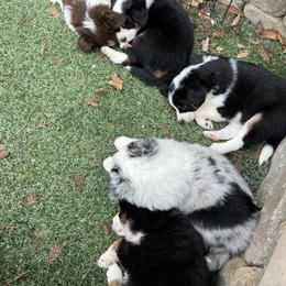 Miniature Australian Shepherd Puppies from Amberwood DD Aussies