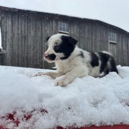 Luna - Blue merle female Border Collie puppy in Richfield, Ohio from Stone Garden Border Collies