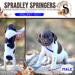 English Springer Spaniel and German Shorthaired Pointer Puppies from Spradley Springers