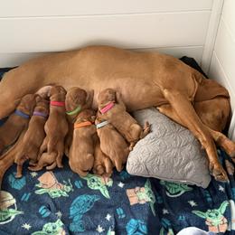 Girl 3 Orange Collar - Golden rust female Vizsla puppy in Moyock, North Carolina from JC Vizsla’s