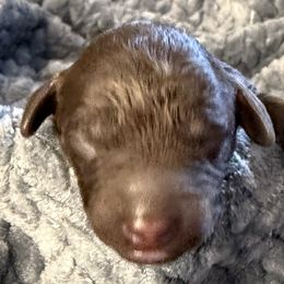 Blue Collar Boy - Brown male Poodle puppy in Huntsville, Alabama from Flint River Poodles