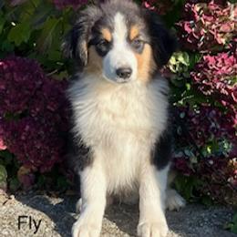 Miniature Australian Shepherd Puppies from Wren’s Nest Farm