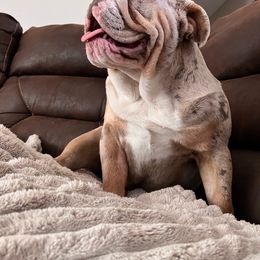 Kamora - Bulldog