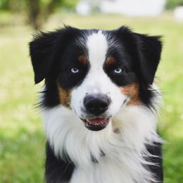 Tucker - Australian Shepherd