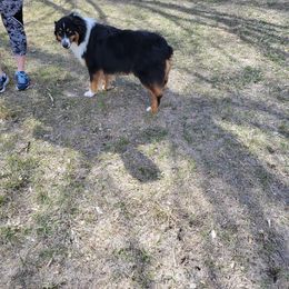 Australian Shepherd Puppies from 4V Aussies