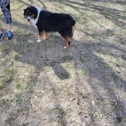 Australian Shepherd Puppies from 4V Aussies