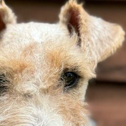 Oscar - Wire Fox Terrier