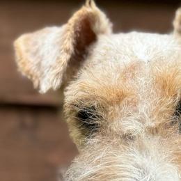 Oscar - Wire Fox Terrier
