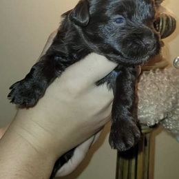 Yorkipoo and Yorkshire Terrier Puppies from Danza Bolo