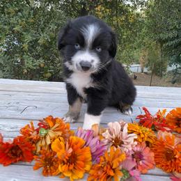 Neapolitan - Black & white male Miniature Australian Shepherd puppy in Sonora, California from Quarle Ranch Mini Aussies