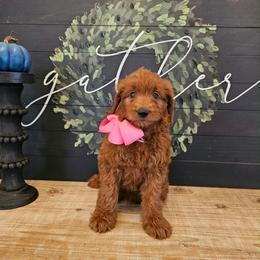 Pink female - Red  female Goldendoodle puppy in Haughton, Louisiana from Bailey’s Cajun Canines