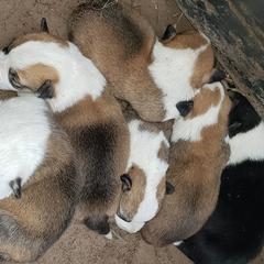 Pembroke Welsh Corgis from Absolute Corgis
