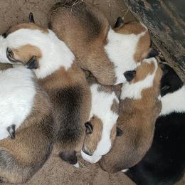 Pembroke Welsh Corgis from Absolute Corgis