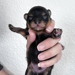 Pomeranian Puppies from Chic-Tastic Poms