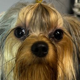 Zoey - Yorkshire Terrier