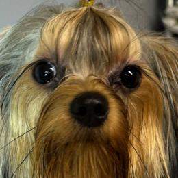 Zoey - Yorkshire Terrier