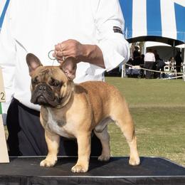GCH CH Heritage 2’s Never Enough - French Bulldog