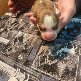Percy - Red and white male Siberian Husky puppy in Louisville, Kentucky from Wild Hunt Huskies