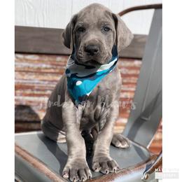 Great Dane Puppies from Anderson Blau’s Great Danes