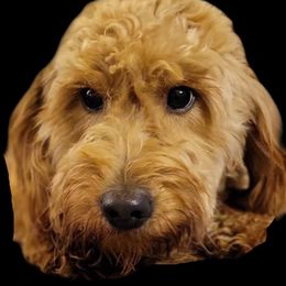 Tipsy - Goldendoodle