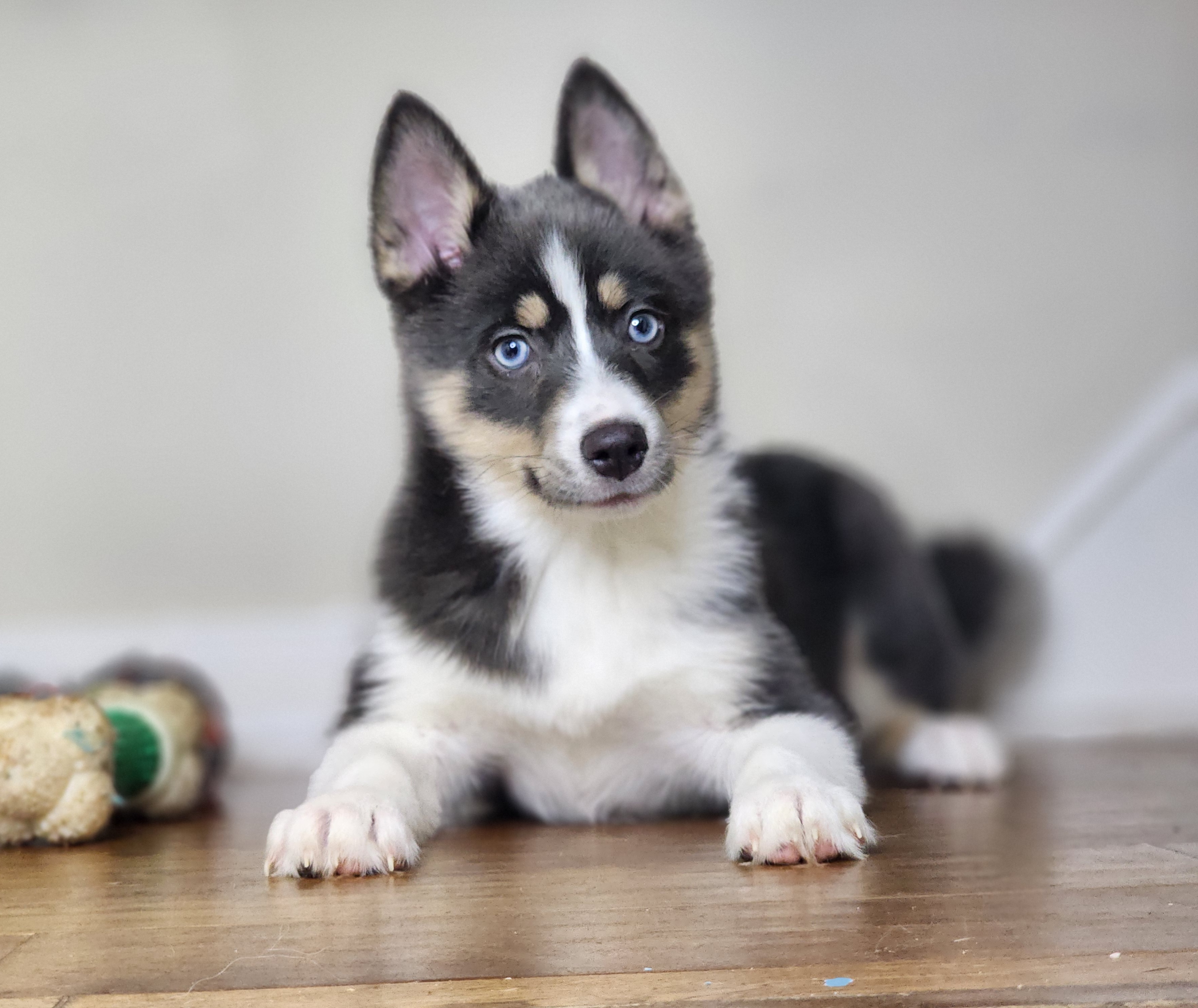 Blueberry - Pomsky puppy in Elkton, Maryland from Pomsky Palace llc