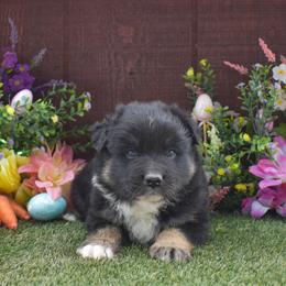 Little John - Black tri-color male Australian Shepherd puppy in Fallon, Nevada from Double H Australian Shepherds