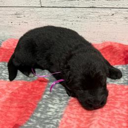 Pink black female - Black female German Shepherd puppy in Herrick, South Dakota from Dakota Shepherds Kennels