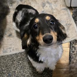 Poppy - Dachshund