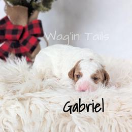Gabriel - Blenheim male Cavapoo puppy in Amboy, Indiana from Wag'in Tails