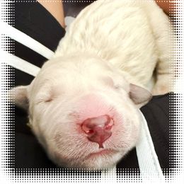 Golden Retriever Puppies from Novas Golden Puppies