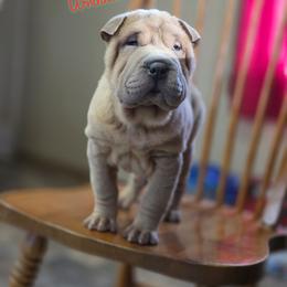 Ripley - Isabella dilute female Chinese Shar-Pei puppy in Salem, Ohio from WrinkleMonsters