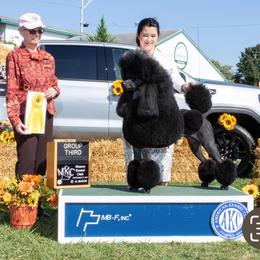 Jolene - Poodle