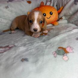 Morgan - Cream female Dachshund puppy in Lake City, Florida from My Ditzy Doxies of Florida