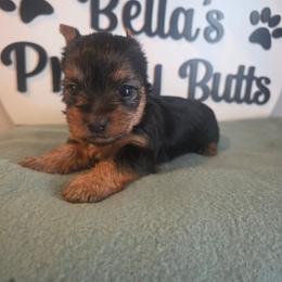 Grace - Black and tan female Yorkshire Terrier puppy in Clermont, Florida from Bella's Prissy Butts