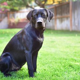 Labrador Retriever All Grown Up from Rocky Mountain Dogs - Utah